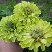 Queeny Lime Untreated Zinnia