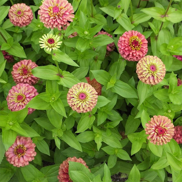 Queeny Lime Red Untreated Zinnia Seeds | Osborne Farm Seed Supplier