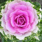 Lucir™ Rose F1 Untreated Flowering Kale