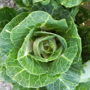 Lucir™ White F1 Untreated Flowering Kale