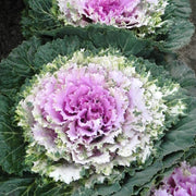 Songbird™ Pink F1 Untreated Flowering Kale