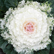 Songbird™ White F1 Untreated Flowering Kale