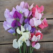 Mammoth Mix Untreated Sweet Pea