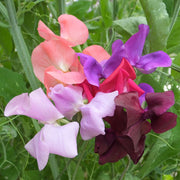 Old Spice Mix Untreated Sweet Pea