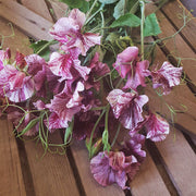 Streamer Chocolate Untreated Sweet Pea