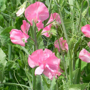 Royal Choice Salmon Pink Untreated Sweet Pea