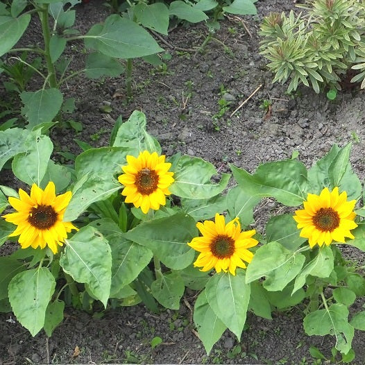 big sunflower seeds to plant Big Smile Untreated Sunflower Seeds
