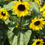 Orange Hedge F1 Untreated Sunflower