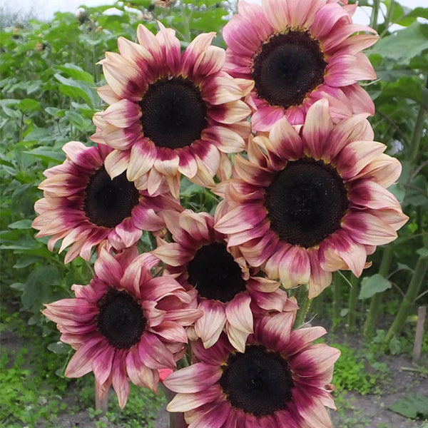 pro cut flower seeds ProCut® Plum F1 Untreated Sunflower Seeds