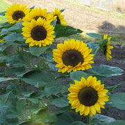 Premier™ Orange F1 Untreated Sunflower