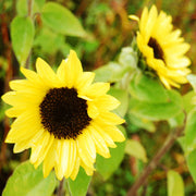 Premier™ Lemon F1 Untreated Sunflower