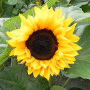 ProCut® Orange F1 Untreated Sunflower