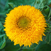 Teddy Bear Untreated Sunflower