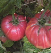 Chef's Choice Pink F1 Untreated Tomato