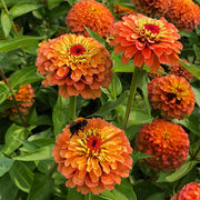 Queeny Lime Orange Untreated Zinnia