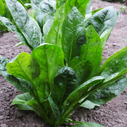 Amador F1 Untreated Spinach Seeds