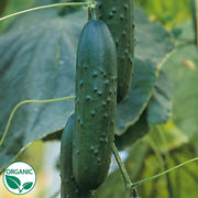 Paraiso F1 Organic Cucumber