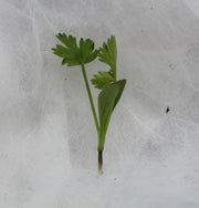 Cilantro Leisure Splits Untreated Herb