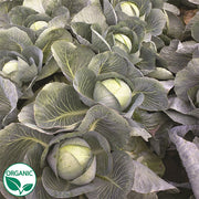 Reaction F1 Organic Cabbage