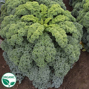 Darkibor F1 Organic Kale