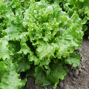 Tropicana Untreated, Conventional Pellet Lettuce