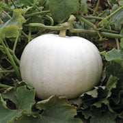 Crystal Star F1 Untreated Pumpkin