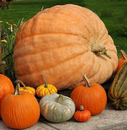 Atlantic Giant Untreated Pumpkin