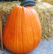 Phat Jack F1 Treated w/ Farmore Pumpkin