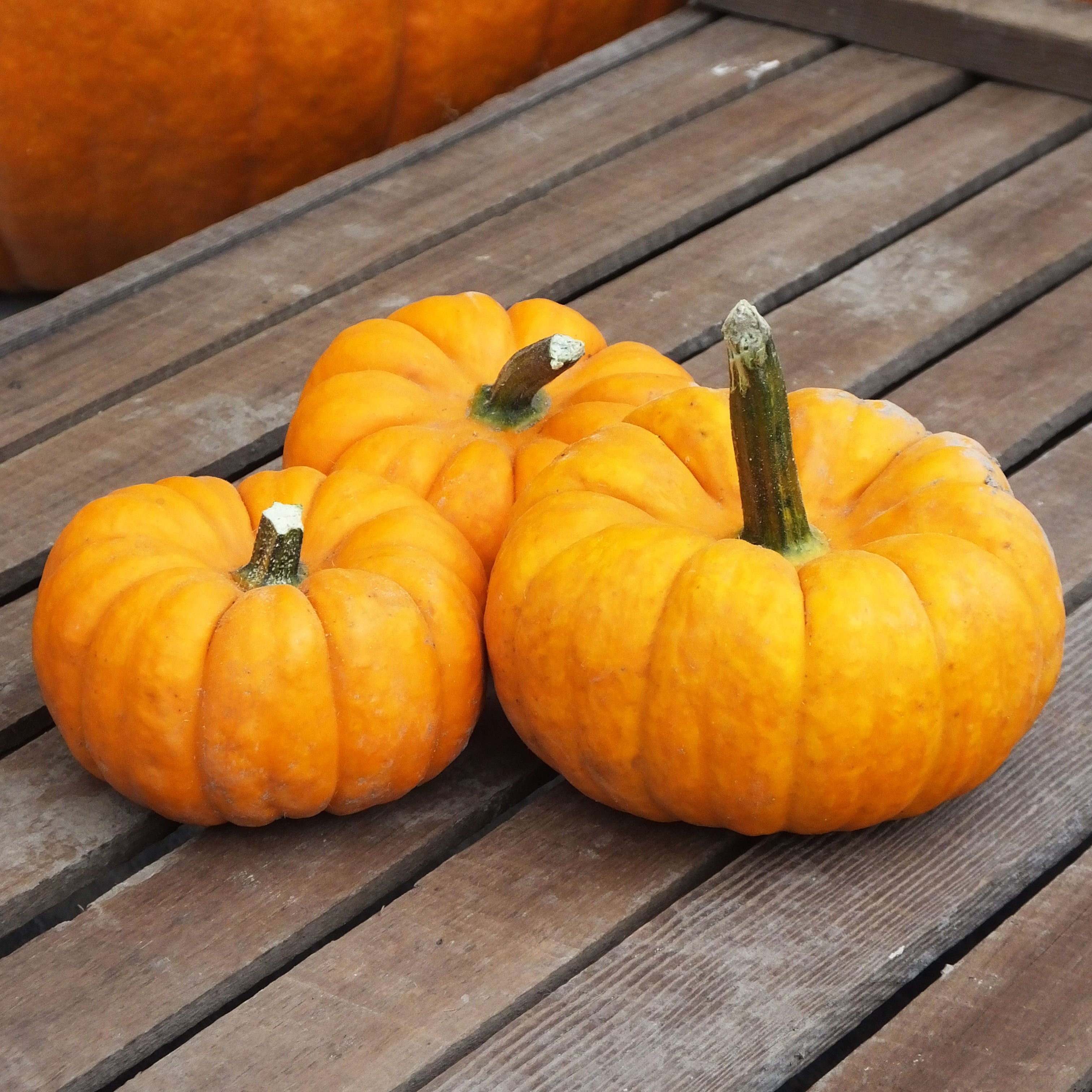 Jill Be Little Untreated Pumpkin Seeds Osborne Farm Seed Supplier