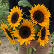 Sunbright Supreme F1 Treated Sunflower