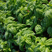 Basil Italian Large Leaf Untreated Herb/Microgreen