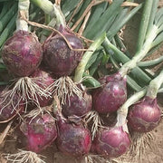 Red Spring F1 Untreated Onion