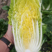 Haku F1 Untreated Napa Cabbage