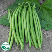 Jade Organic Bean