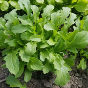 Green Dragon (KN 101569) F1 Untreated Mizuna/Pak Choi