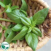 Basil Emma Organic Herb