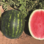 Red Garnet F1 Untreated Watermelon