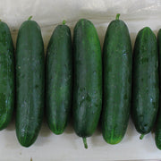 Bristol F1 Treated Cucumber