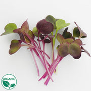 Radish Purple Sango Organic Microgreen