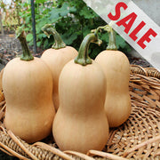 Butterbaby F1 Untreated Squash