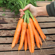 Bengala F1 Untreated Carrot