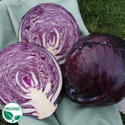 Klimaro F1 Organic Cabbage
