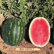 Red Garnet F1 Treated w/ Farmore Watermelon