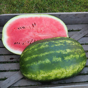 Santa Matilde F1 Untreated Watermelon