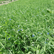 Chickling Vetch Untreated Cover Crop