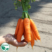 Bangor F1 Organic Carrot