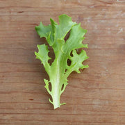Sycamore Untreated Seed, Raw Lettuce