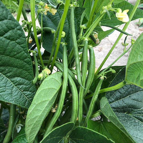 jaguar marigold seeds Jaguar Untreated Bean Seeds