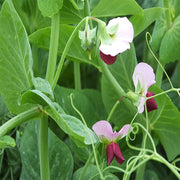 Field Pea 4010 Untreated Cover Crop