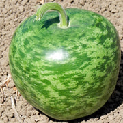 Apple Untreated Gourd